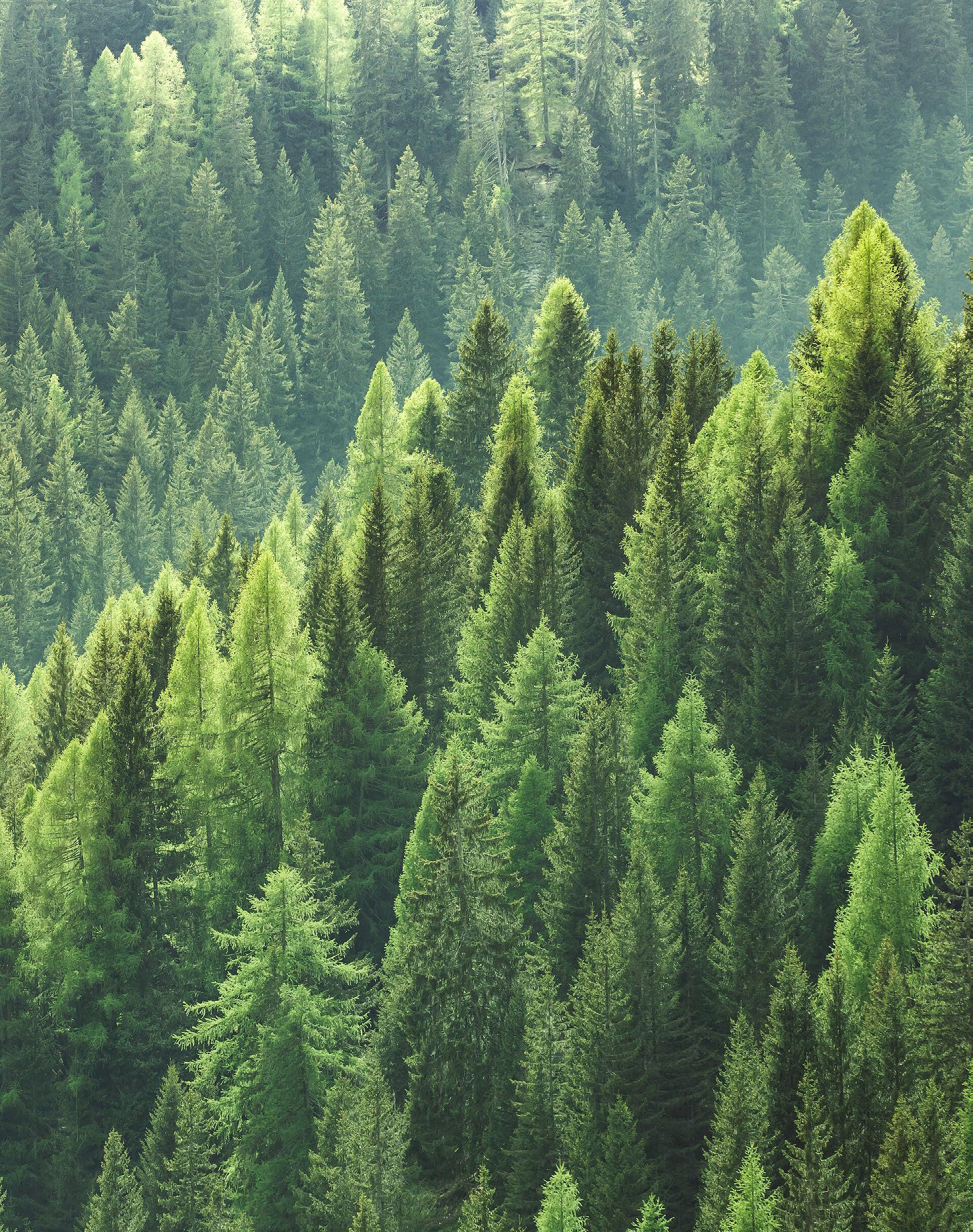 View into a dense coniferous forest full of lush green trees